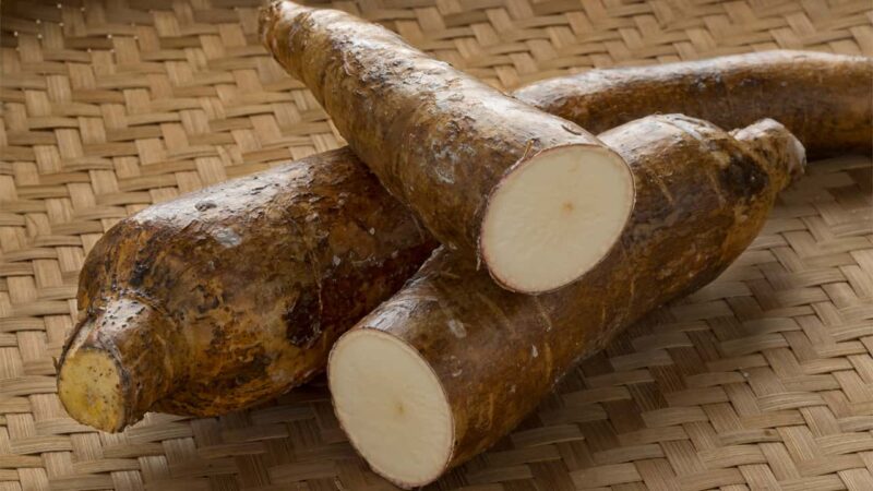 raiz de yuca