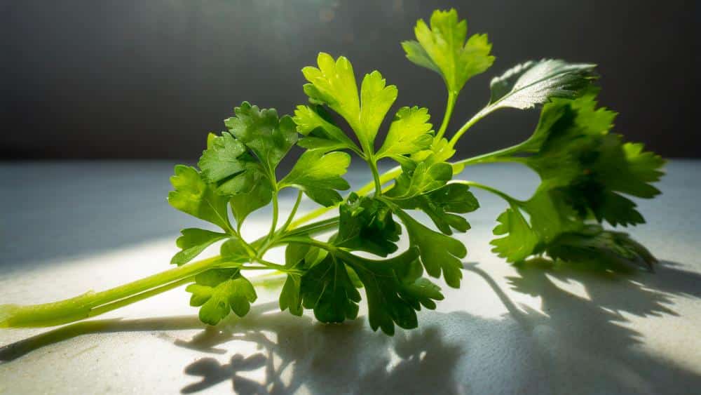 recetas con cilantro